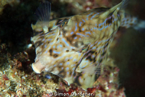 thorn-back trunkfish ( Terosomus gibbosus ) shot wit n ik... by Simon Gardener 